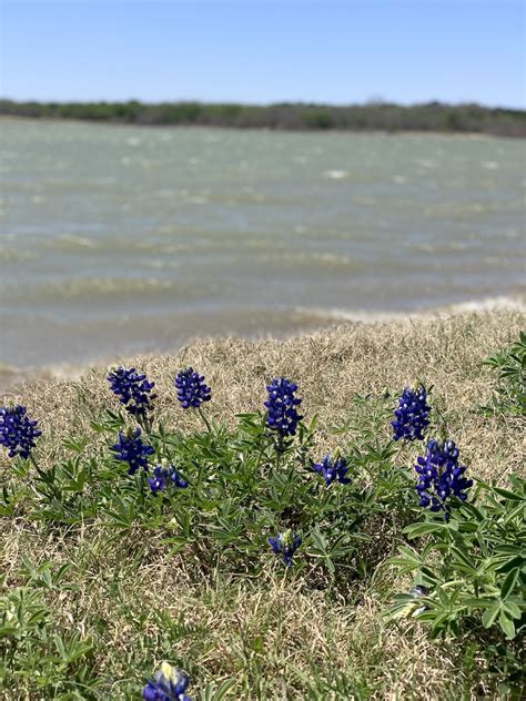 Bluebonnet Festivals in Texas to Visit With Family (Updated 2024) | Texas Travel Talk