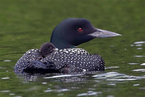 Check out these amazing photos of a family of loons | kawarthaNOW