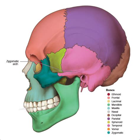 Maxillary Process Of Zygomatic Bone