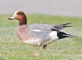 Eurasian Wigeon, Identification, All About Birds - Cornell Lab of Ornithology