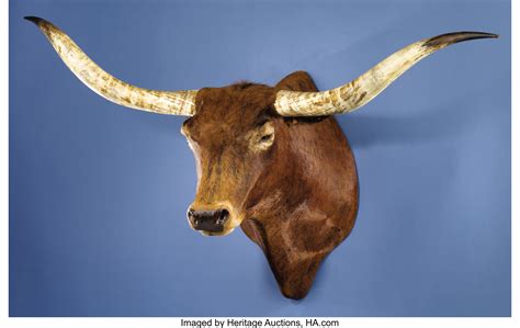 TEXAS LONGHORN SHOULDER MOUNT. ... Zoology Taxidermy | Lot #48003 ...