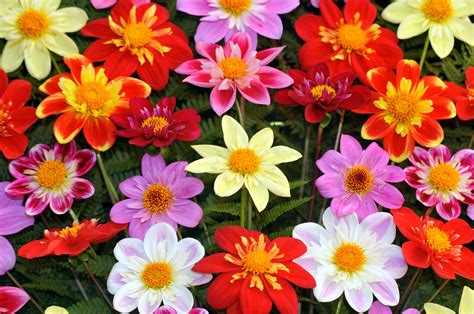 Autumn blooms at the 2016 Harrogate Autumn Flower Shows - The English Garden