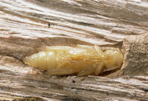 Wasp Beetle pupa photo WP11370