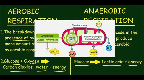 Aerobic Respiration Vs Anaerobic Respiration