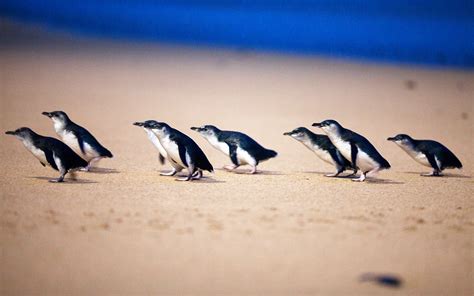 Book Phillip Island Penguin Parade Tickets [2022] | Headout