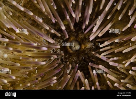 Lytechinus variegatus Sea Urchin mouth macro view Stock Photo - Alamy