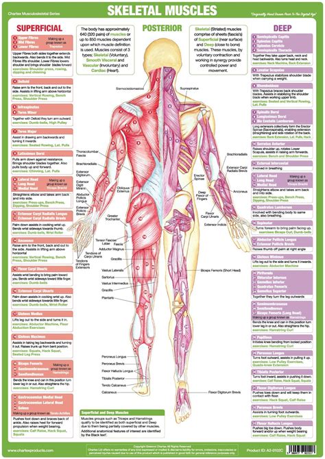 Muscle Anatomy Posterior Chart – Chartex