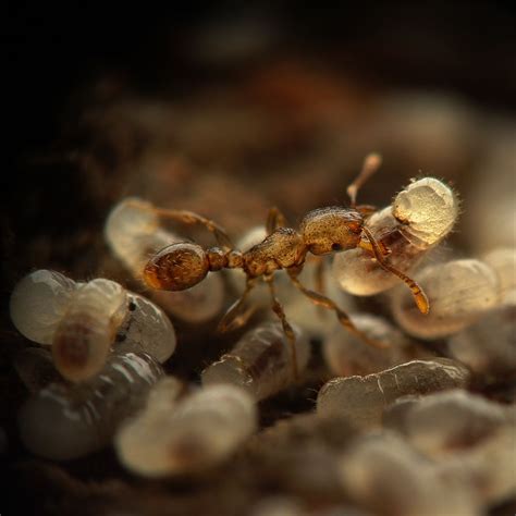 Tetramorium caespitum - PL murawka darniowa | Ant species, Ants, Ant farms