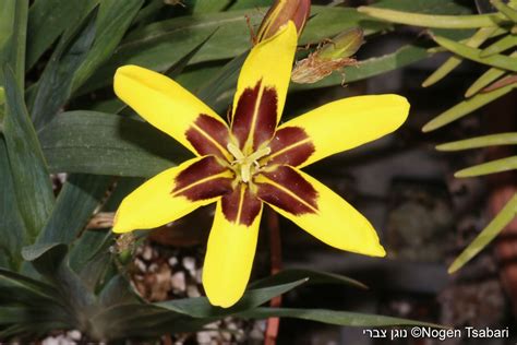 Sparaxis maculosa - ספרקסיס מנוקד | The Jerusalem Botanical Gardens