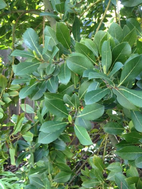 Organic Fresh Wild California Bay Laurel Leaves | Cloverfield Organic