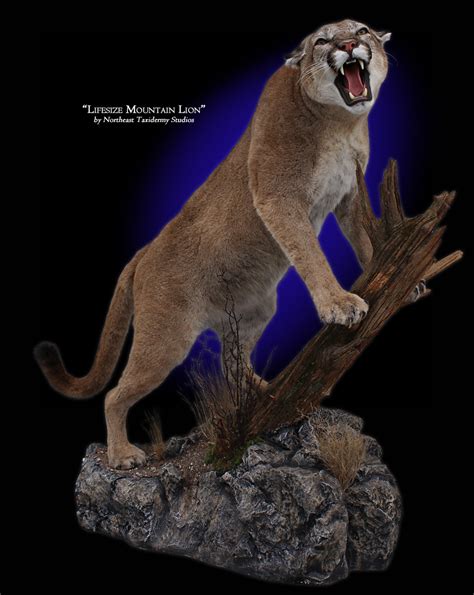 Mountain Lion Taxidermy, Museum Quality Mountain Lion Mounts