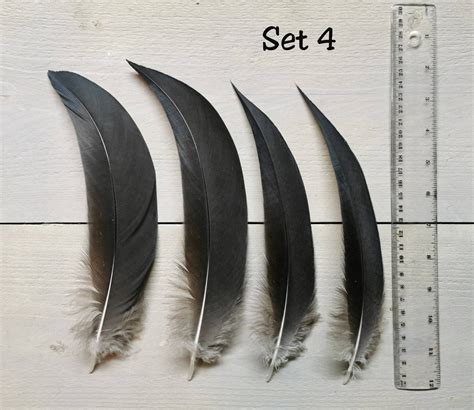 Rare Black Crowned Crane Feathers. Single Feathers and Sets. - Etsy