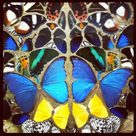 Damien hirst, real butterflys | Nature art, Damien hirst, Hirst