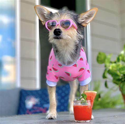 17 Dogs Looking Cool in Sunglasses | Cuteness | Cute funny dogs, Cute, Dogs