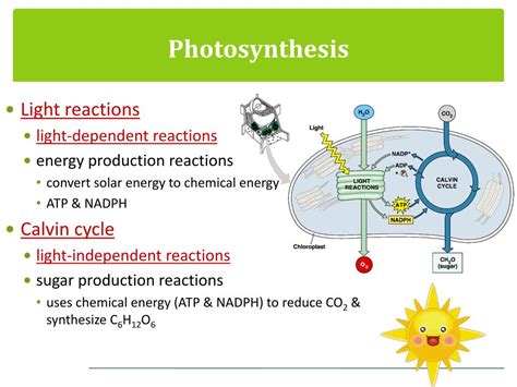 The Function Of Atp In Photosynthesis Is The Transfer - vrogue.co