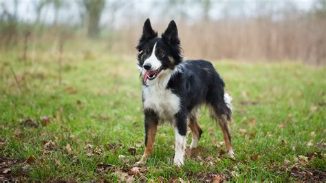 Sheepdog Training 16 - ISDS registered or farm dog