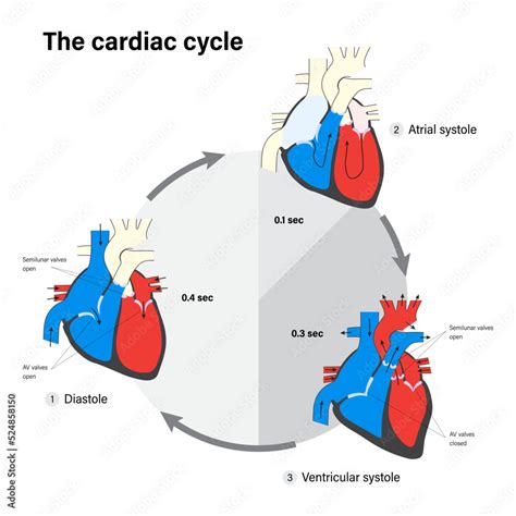 The cardiac cycle. Human heart anatomy. Diastole, Atrial systole and ...