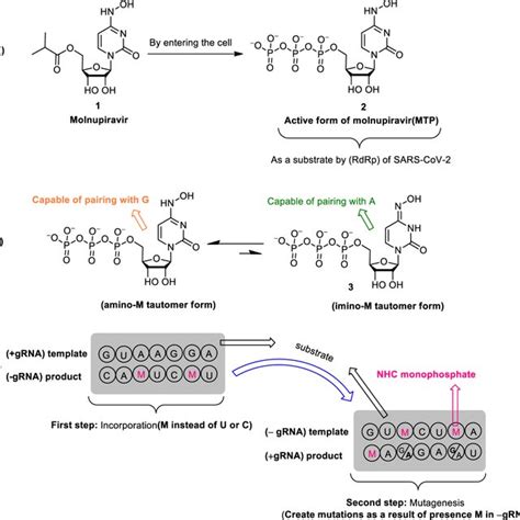 Mechanism of action of molnupiravir. A Conversion of molnupiravir as a... | Download Scientific ...