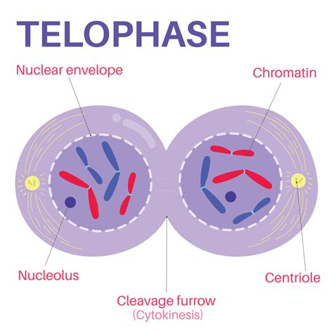 Telophase is the final phase of mitosis. 15274240 Vector Art at Vecteezy