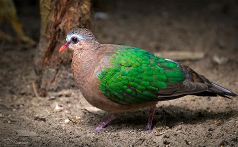 Emerald Dove by PaulaDarwinkel on DeviantArt