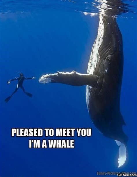 Whale Funny Quotes. QuotesGram