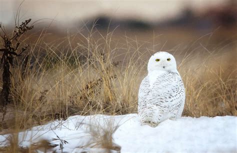 Snowy Owl Sightings Near Me 2024 - Flore Jillana