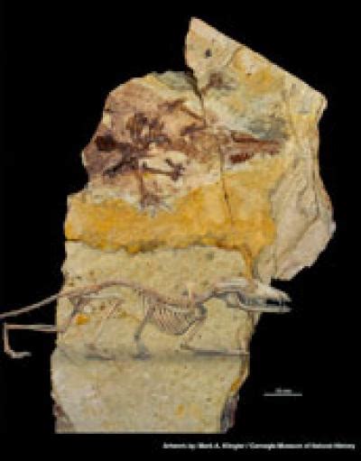 Fossil Discovery Represents New Milestone in Early Mammal Evolution – Shamskm: A site to ...