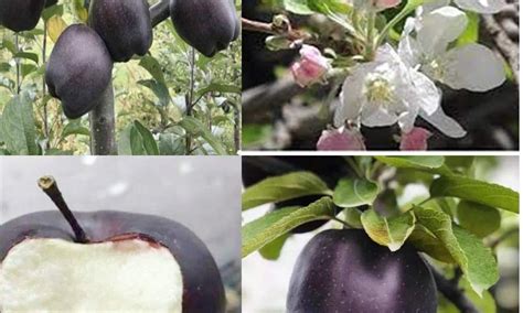 The Black Apple, super elusive, super healthy! – Magnetic Media