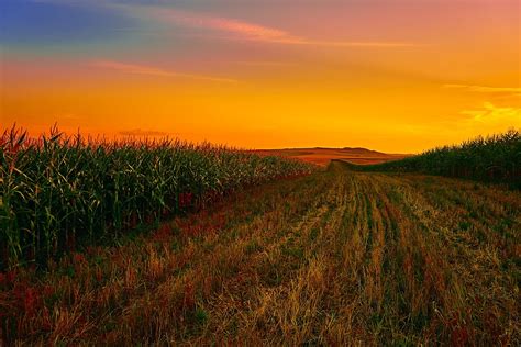 Corn Field Cornfield · Free photo on Pixabay