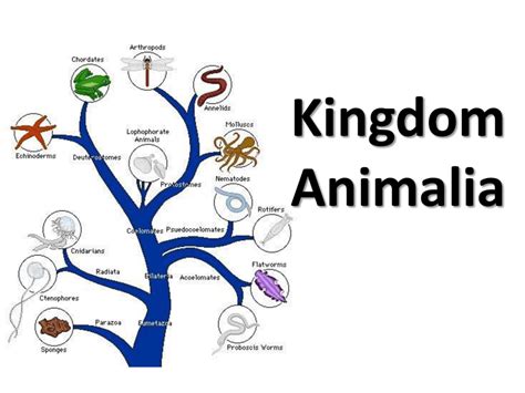 Kingdom Animalia