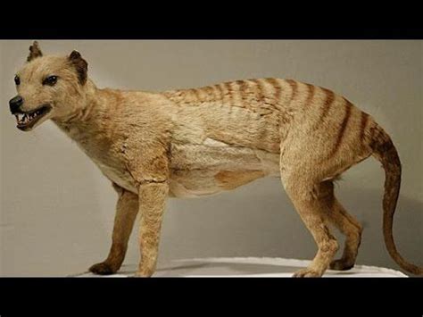 Cloning the Tasmanian Tiger - End of Extinction || National Geographic 2... | BEST Documentaries ...