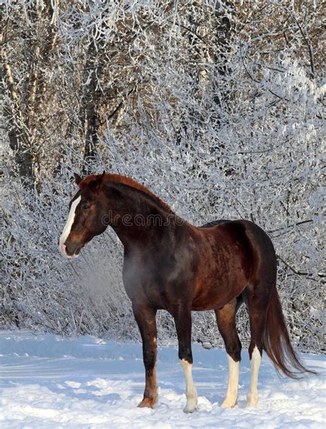 Brown Horse in a Snow Woods Landscape Stock Photo - Image of winter, race: 63114000