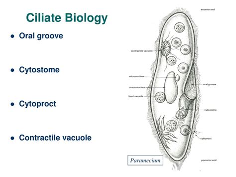 PPT - The Protozoans PowerPoint Presentation - ID:166941