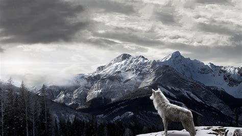 Lone Wolf Wallpapers - Top Free Lone Wolf Backgrounds - WallpaperAccess