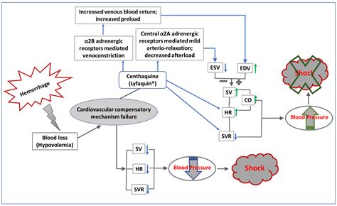 Hypovolemic Shock Pathophysiology