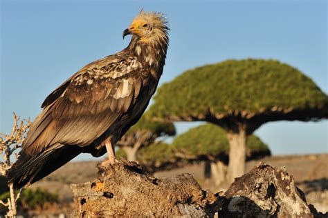 Travel To Socotra Island Guide Best Of 2024 » Socotra Yemen