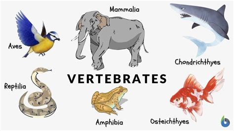 5 Examples Of Mammals