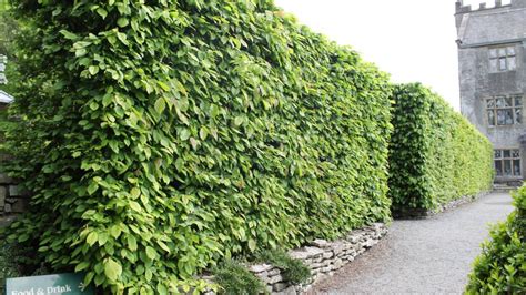 A focus on Hornbeam hedging: All you need to know about Carpinus betulus - YouTube