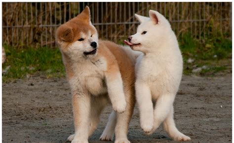 Funny Akita Inu puppies photo and wallpaper. Beautiful Funny Akita Inu puppies pictures