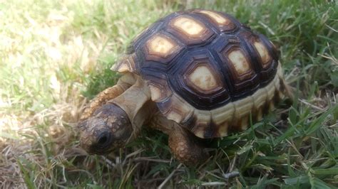 Help identifying tortoise species!!! : tortoise