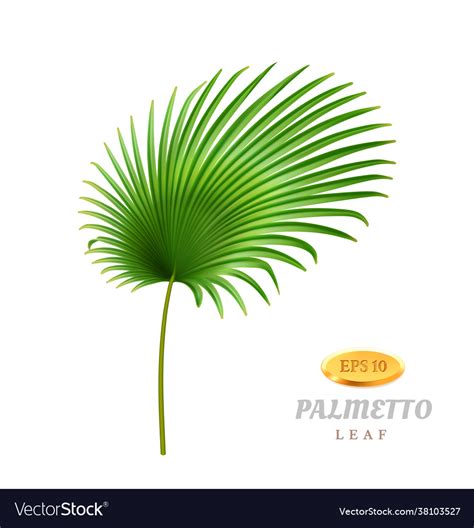 Palmetto tropical leaves realistic leafage flora Vector Image