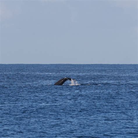 Humpback whale watching in Hawaii: tips, picking a tour company