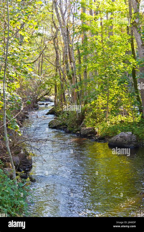 stream woods landscape scenery countryside nature creek forest river ...