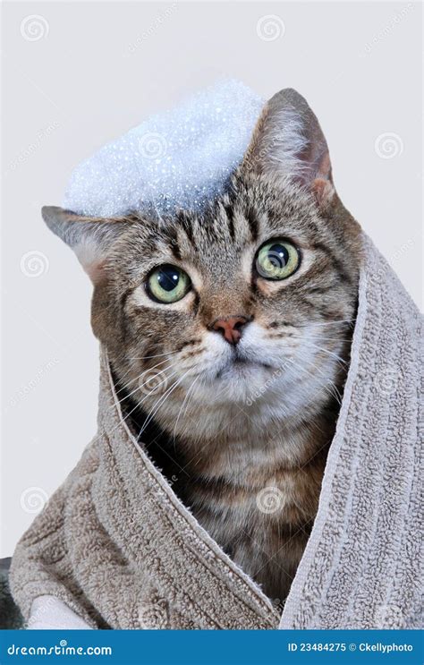 Cat bath stock image. Image of silly, suds, feline, soap - 23484275