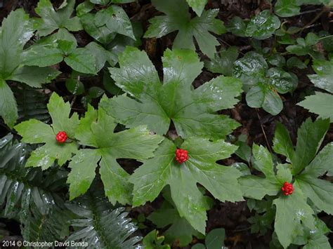 Goldenseal plant identification information | cathyshepherdot