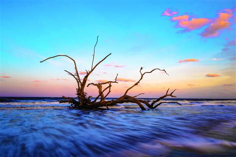 Driftwood Beach_Jekyll Island_ccsz - Tallahassee Magazine