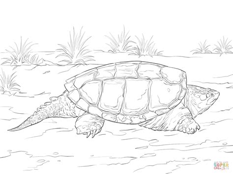 Realistic Common Snapping Turtle coloring page | Free Printable ... Turtle Coloring Pages, Super ...