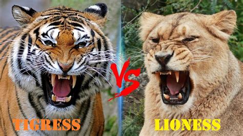 Tigress VS Lioness || Tigress VS Lioness Who is The Real Queen Of The ...