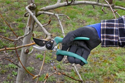 Agriculture, Pruning in Orchard Stock Photo - Image of apple, hand ...