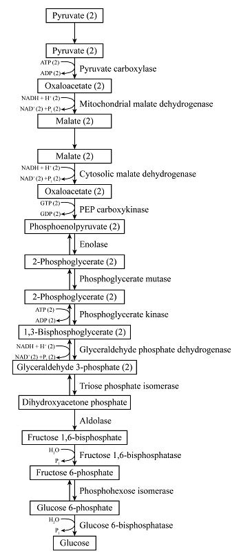 Name the reactants, enzymes, and products of each step of gluconeogenesis. | Homework.Study.com